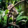 Wisata Ubud Monkey Forest