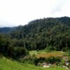Wisata Anak Taman Nasional Gunung Halimun