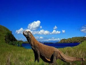 5 Fakta Tentang Taman Nasional Komodo