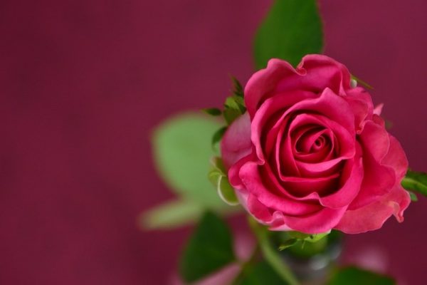 Jenis Tanaman Bunga Mawar Indonesia