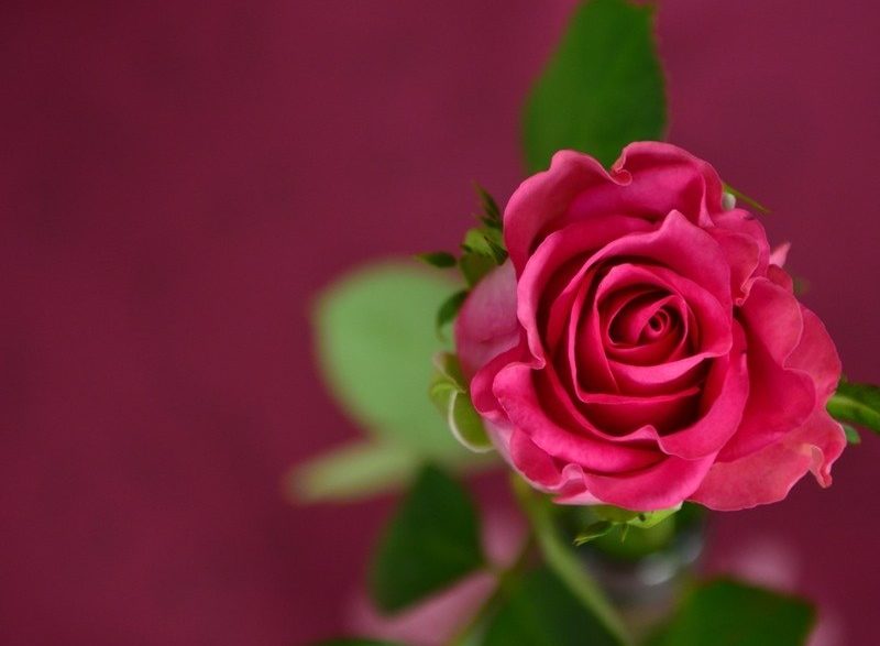 Jenis Tanaman Bunga Mawar Indonesia