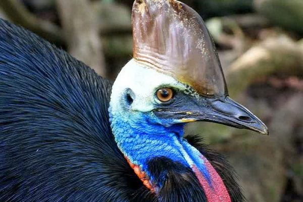 3 Fakta Unik Tentang Burung Khas Papua