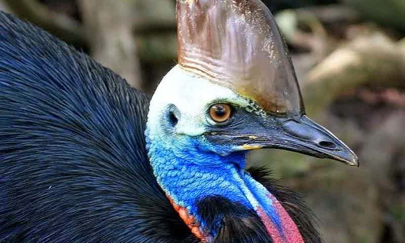 3 Fakta Unik Tentang Burung Khas Papua